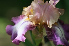 Iris Dream