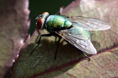 Emerald Fly