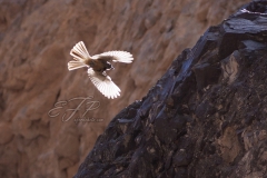 Canyon Wren