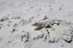 Earless Lizard