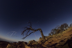 Juniper with Stars