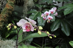 Orchids