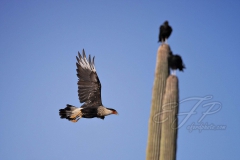 Crested Caracara